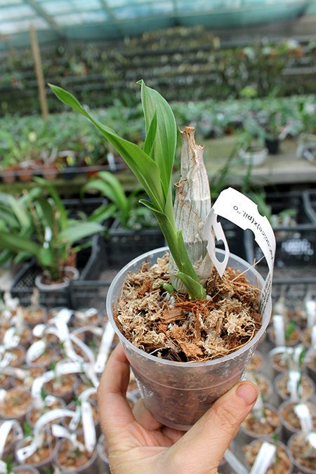 Catasetum (J Stivali x S Fuchs Viscoides) x pileatum orange.jpg