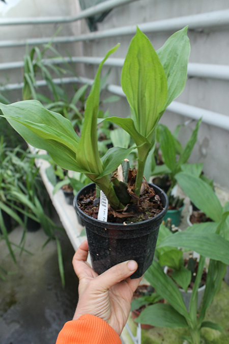 Lycaste Fire Bird.jpg