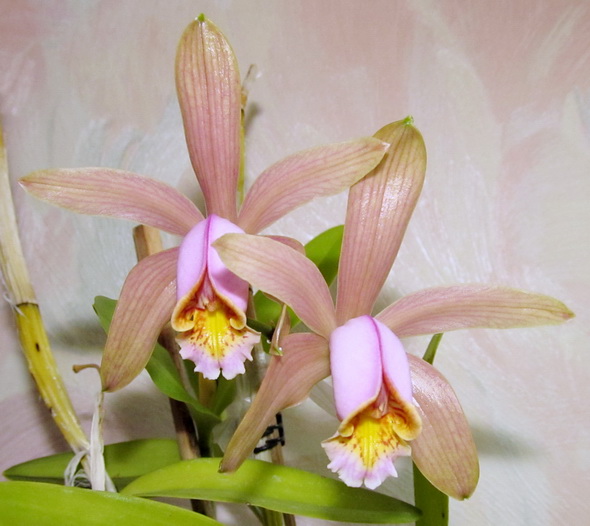 Cattleya forbesii var. aurea