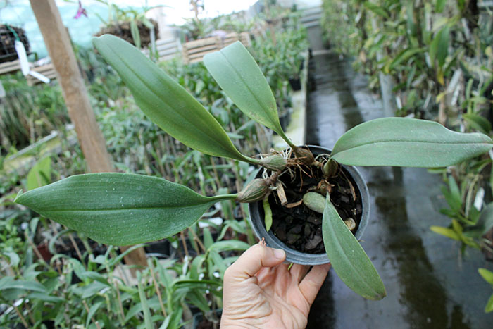 Bulbophyllum lobbii.jpg