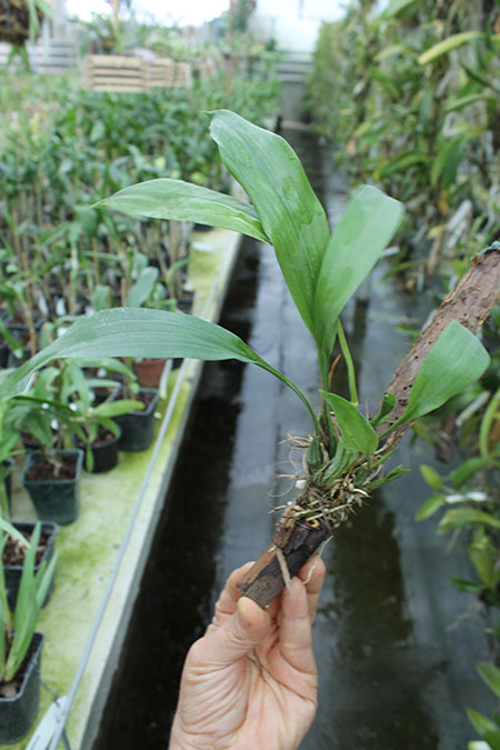 Stanhopea hernandezii.jpg