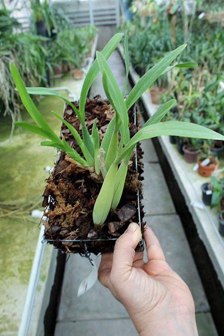Miltonia spectabilis.jpg