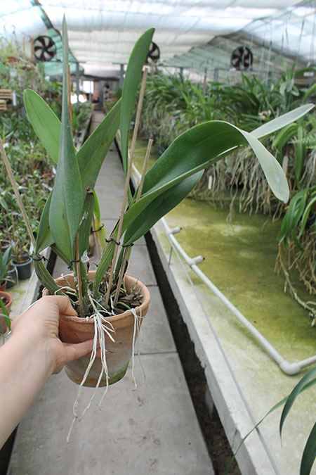 Cattleya warscewiczii sanderiana.jpg