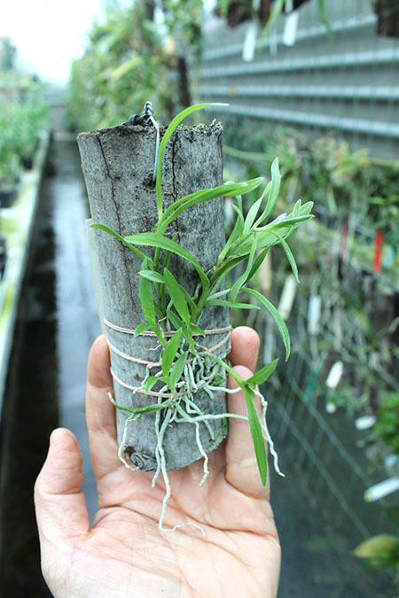 Epiphronitis Mariae (Euchile Mariae x Sophronitis coccinea).jpg