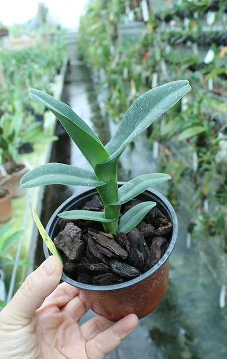 Robiquetia cerina amarela.jpg