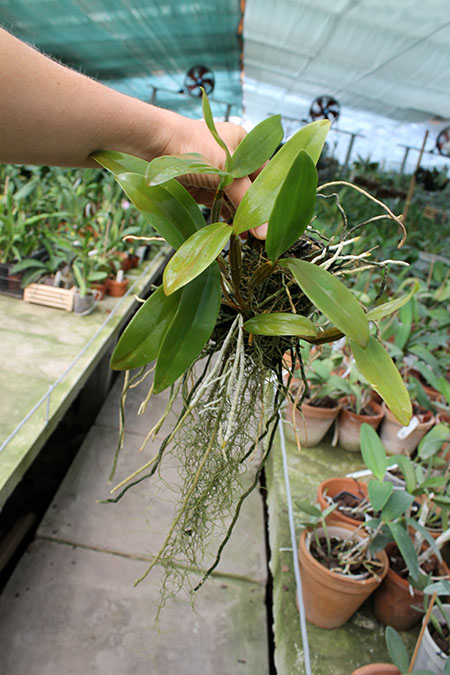 Dendrobium setigerum.jpg