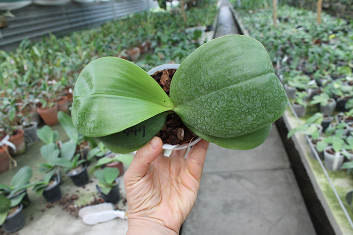 Phalaenopsis Lyndon Reflex x LD's Bear King.jpg