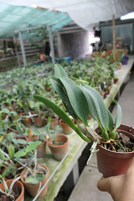 Laelia alaori x praestans.jpg