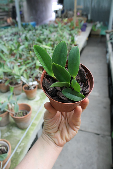 Laelia alaori escura x self.jpg