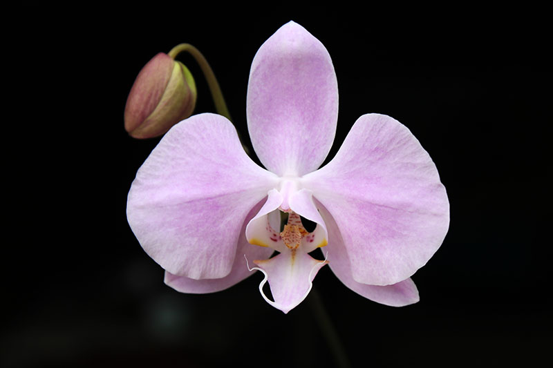 Phalaenopsis sanderiana.jpg