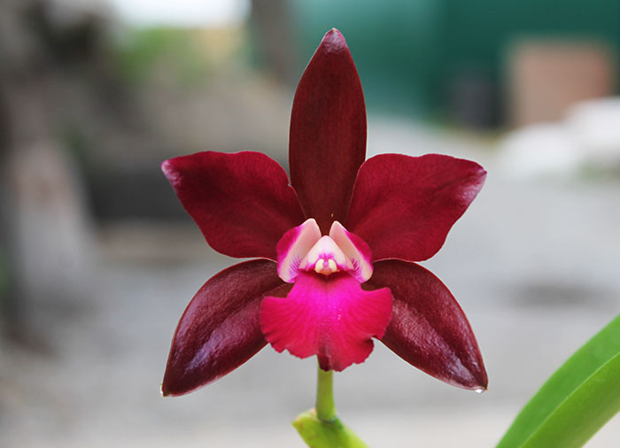 Cattlianthe Sagarik Wax 'Dark Africa'.jpg