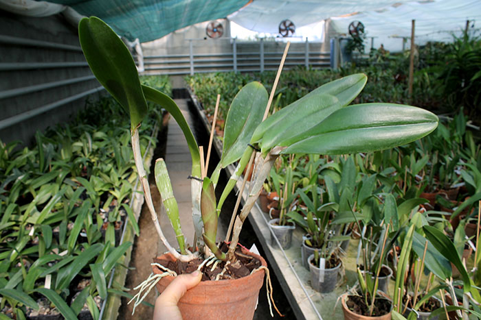 epidendrum parkinsonianum x b digbyana.jpg