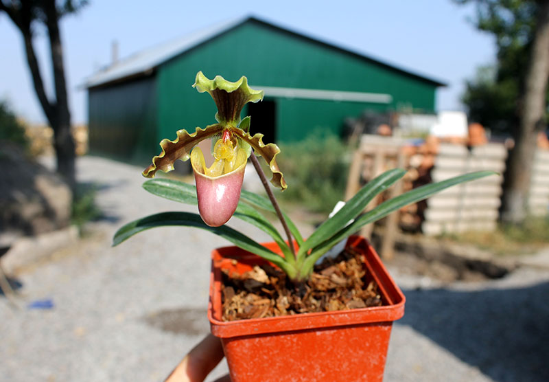 Paphiopedilum herrmannii.jpg