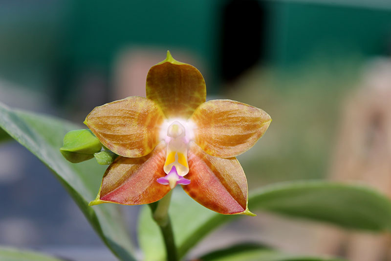 Phalaenopsis Lyndon Reflex x LD's Bear King.jpg