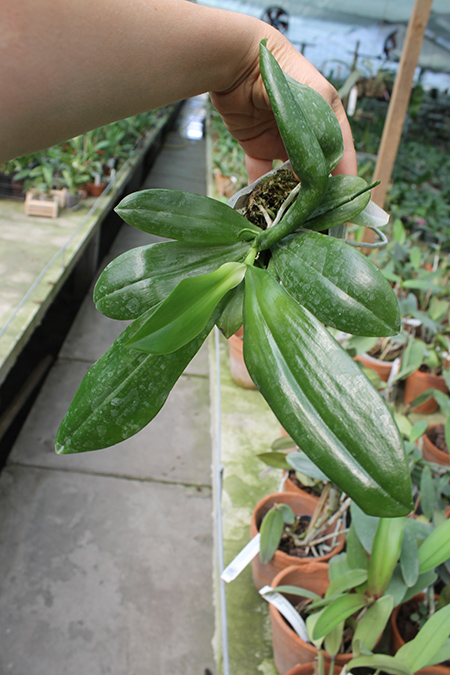 Phalaenopsis tetraspis 'C#1'.jpg