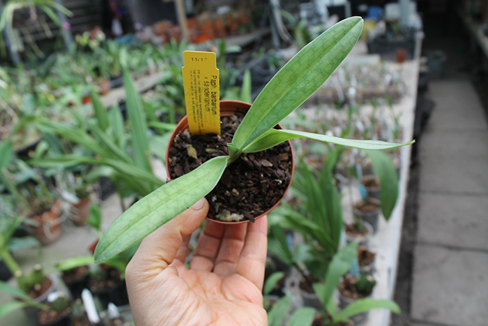 Paphiopedilum barbatum x sanderianum.jpg