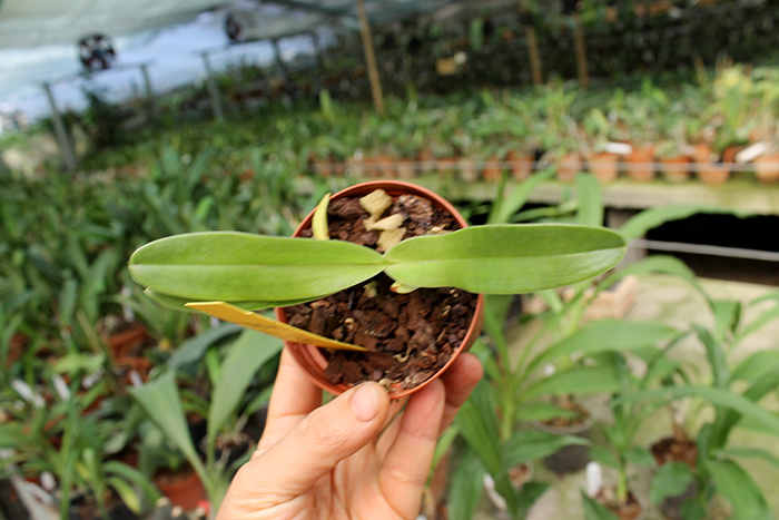 Paphiopedilum David Ott x sanderianum.jpg