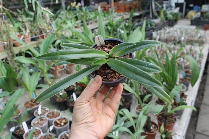 Paphiopedilum henryanum.jpg