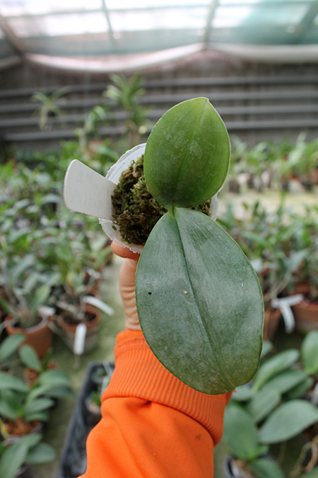 Phalaenopsis gigantea var alba 'Ta Wei'.jpg