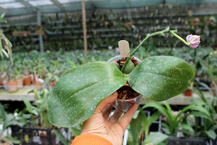 Phalaenopsis Samera 'Blue'.jpg