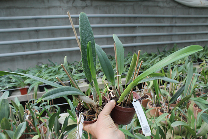 Cattleya mossiae concolor x SELF.jpg