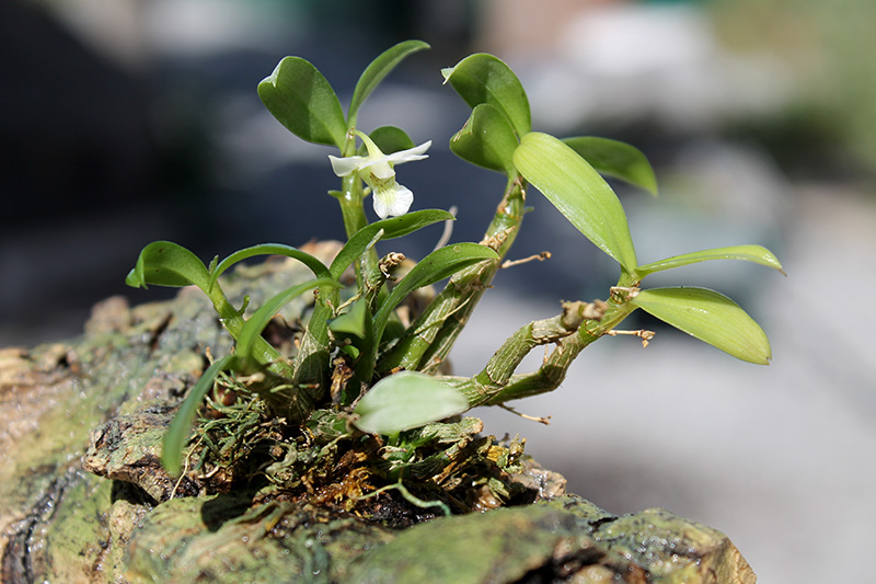 Dendrobium oligophyllum.jpg