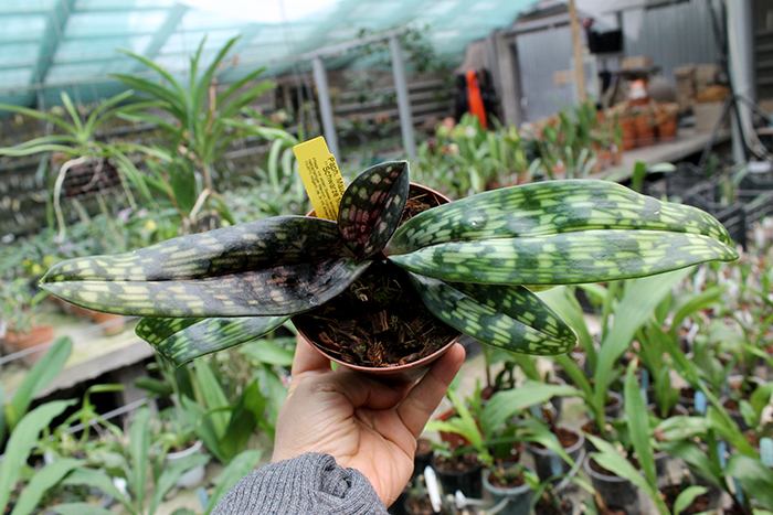 Paphiopedilum Maudiae Vinicolor 'Schwarze Madonna'.jpg