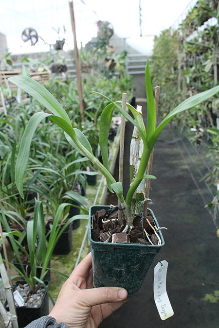 Dendrobium Lady Pink x King Dragon.jpg