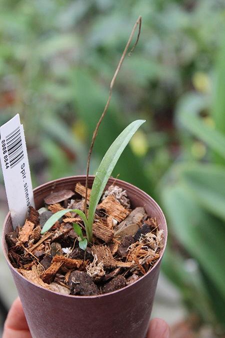 Spiranthes sinensis.jpg