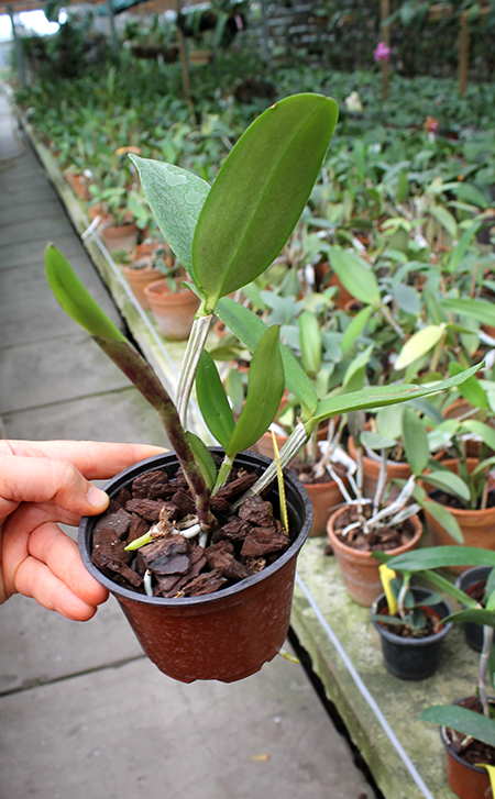 Cattleya guttata verde.jpg