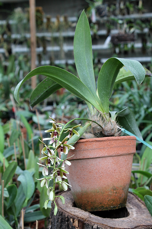 Inobulbum munificum.jpg