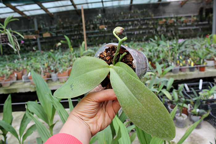 Phalaenopsis Mituo Sun Queen x Samera.jpg