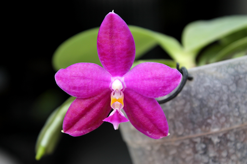 Phalaenopsis Jennifer Palermo 'C1 type'.jpg