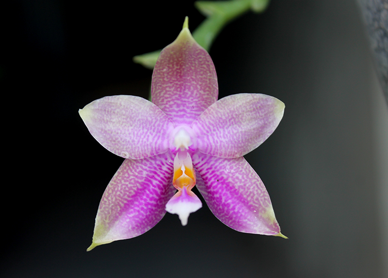 Phalaenopsis Zheng Min Muscadine x Tying Shin Fly Eagle.jpg