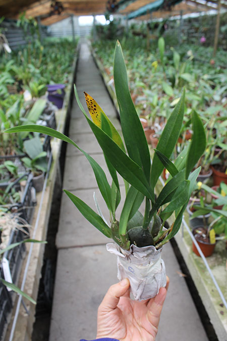 Oncidium strictum.jpg
