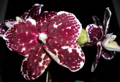 sunM8029-Phal. Ever Spring King Red Face 2007 03 23.jpg