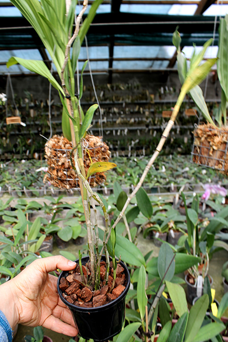 Dendrobium sulawesii.jpg