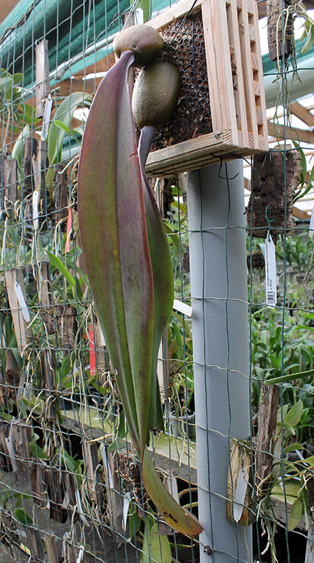 Bulbophyllum phalaenopsis.jpg