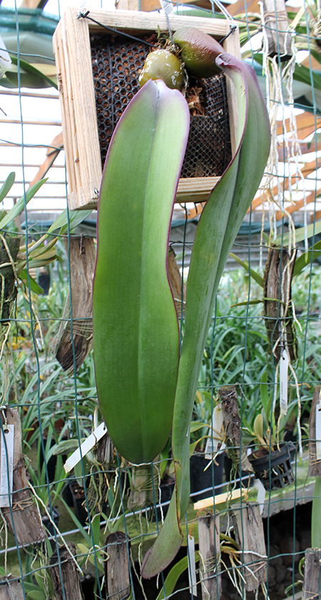 Bulbophyllum phalaenopsis.jpg