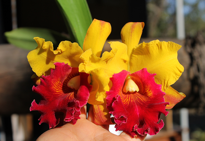 Rhyncholaeliocattleya Liu's Joyance 'Golden Leopard' (Chunyeah x Tainan Gold).jpg