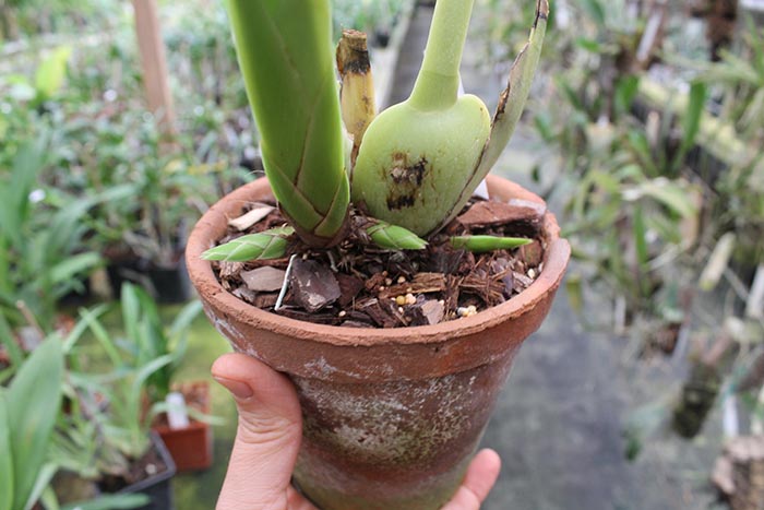 Maxillaria lehmannii.jpg