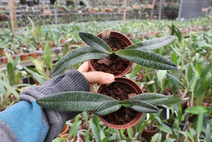 Paphiopedilum bellatulum x anitum.jpg