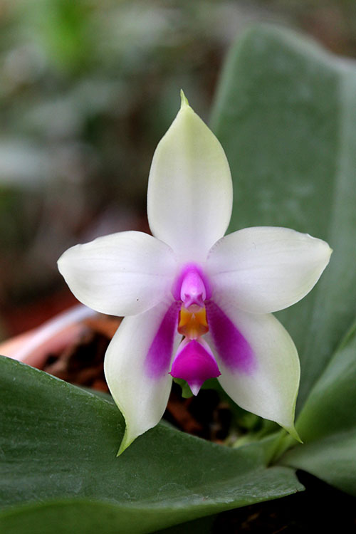 Phalaenopsis LD Purple Bear x bellina.jpg