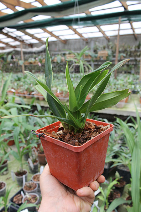 Phragmipedium kovachii.jpg