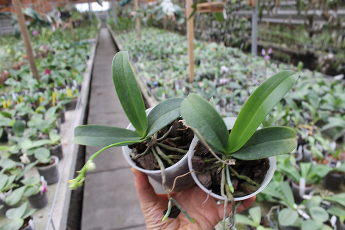 Phalaenopsis equestris alba.jpg