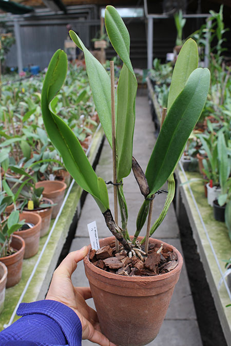 Cattleya Maggie Raphael semialba (dowiana x trianae semialba).jpg
