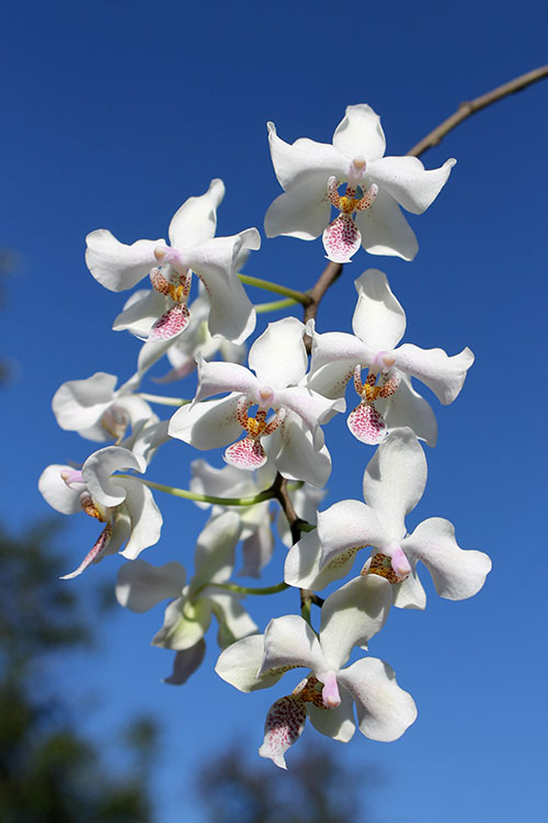 Phalaenopsis Little Dragon (stuartiana x celebensis).jpg