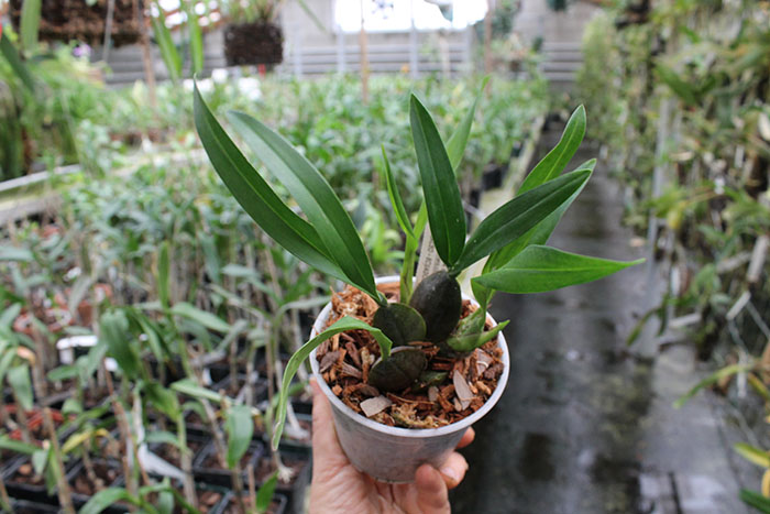 Oncidium strictum.jpg