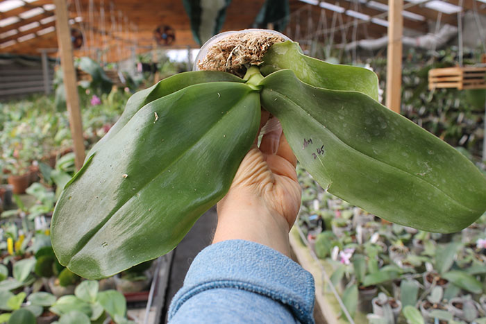 Phalaenopsis (Mituo Venosa x Hannover Passion) x gigantea.jpg