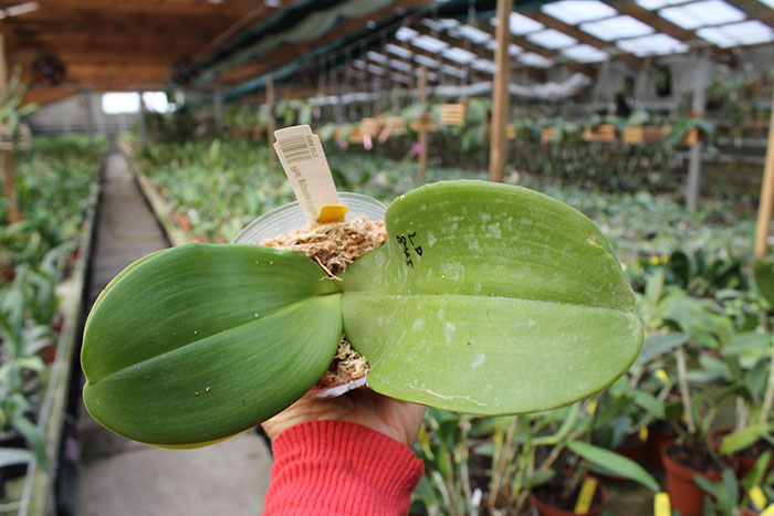 Phalaenopsis gigantea x Mituo Sun.jpg